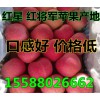今日紅將軍蘋果供應(yīng)基地批發(fā)新價格
