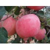 紅富士價格紅富士蘋果價格山東紅富士蘋果批發(fā)