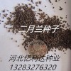 贛州優質二月蘭種子選我們沒有錯河北二月蘭種子批零