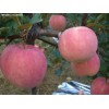 山東大量?jī)?yōu)質(zhì)紅將軍蘋果今日價(jià)格
