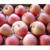 山東優(yōu)質(zhì)紅富士蘋果今日價(jià)格行情