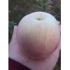 陜西紅富士蘋果價格，紅富士蘋果基地批發(fā)價格