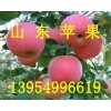 山東蘋果批發(fā)山東紅富士蘋果銷售基地
