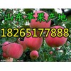 【山東最近紅富士蘋(píng)果多錢(qián)一斤】