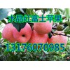 山東農戶果園紅富士蘋果急售13176070985