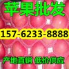 山東紅富士蘋果低價(jià)批發(fā)