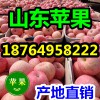 近期紅富士蘋果產地價格 山東批發優質蘋果現在多少錢