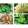 百玉恒生物科技價(jià)格合理的提亮膚色的美白亮膚精華，值得您的信賴 美白亮膚精華哪里找