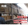 口碑好的廣西雞苗供應(yīng)商就在南寧 三黃雞苗價(jià)格