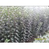 山東矮化蘋果苗，供應山東銷量佳的矮化蘋果苗