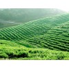 有創意的成都園藝場：柳樹垂柳苗圃