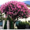 四川桂花|專業(yè)紫薇市場價格情況