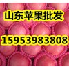 山東75以上紅富士蘋果現(xiàn)在多少錢一斤