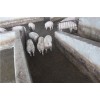 有創意的廣西生豬屠宰場，南寧宰豬場哪家好
