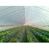 大棚膜制造商_實惠的大棚膜供應盡在華冠塑料