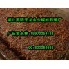 優(yōu)惠的蜈蚣養(yǎng)殖技術：為您推薦品牌好的蜈蚣養(yǎng)殖