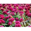 茉莉花批發(fā)|想要草花就來(lái)晨歌花卉苗木