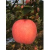 陜西高山紙袋紅富士蘋果上市價格，紅富士蘋果價格
