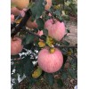 陜西冷庫膜袋紅富士蘋果上市價格，紙袋紅富士蘋果價格