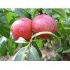 當(dāng)方一號(hào)桃苗種植基地|找美佳桃苗_來(lái)三木苗木