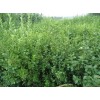 天津扶芳藤，供應(yīng)山東銷(xiāo)量佳的扶芳藤