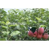 馬鞍山矮化蘋(píng)果苗 專業(yè)的矮化蘋(píng)果苗提供商，當(dāng)屬鑫誠(chéng)苗木