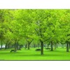 速生國槐小苗：想買合格的國槐，就到濟寧源林經(jīng)貿(mào)