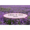 哪里買到優質藍香芥？藍香芥專業培育基地《裕馨園藝》