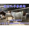 濟寧波爾山羊哪里有供應(yīng)——大型波爾山羊養(yǎng)殖場