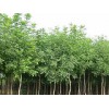 青州春雨苗木專業供應8-10公分白蠟，煙臺8-10公分白蠟