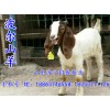 臨沂波爾山羊價格——想買優(yōu)惠的波爾山羊，就到同盛牛羊養(yǎng)殖基地