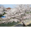 櫻花樹首推藝瓊花卉苗木，山東櫻花大樹