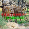 華海源提供衡水地區(qū)安全的不銹鋼繩網(wǎng) 江蘇不銹鋼繩網(wǎng)價(jià)格，不銹鋼繩卡扣網(wǎng)廠，動物園柔性防護(hù)不銹鋼繩網(wǎng)