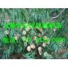 桃樹苗專業供應商，哪里有桃樹苗