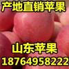 山東紅富士蘋果產(chǎn)地價格 大量批發(fā)優(yōu)質(zhì)紙袋蘋果便宜