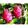 想要易種植的火龍果就來高密玉玲瓏 濰坊火龍果認(rèn)養(yǎng)