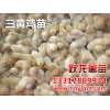 柳州三黃雞苗，信譽(yù)好的廣西雞苗供應(yīng)商