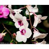來雙成園藝場，買優(yōu)質(zhì)的女貞 四川女貞