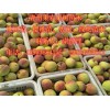 映霜紅專賣店——想要超值的映霜紅桃苗就來果農(nóng)苗木種植場