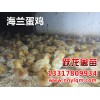 來南寧躍龍禽苗，買實惠的廣西鴨苗_柳州鴨苗供應(yīng)
