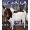 養(yǎng)殖波爾山羊，質(zhì)量好的波爾山羊市場(chǎng)價(jià)格