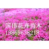 芝櫻批發|專業供應芝櫻
