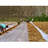 可信賴的地膜生產(chǎn)廠家傾情推薦_慶陽(yáng)地膜公司