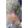 供應山東成活率高的泰山大紅袍花椒苗|品質優良的大紅袍
