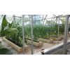建設農業觀光園，【供銷】山東專業的觀光園