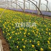 批發(fā)紅色三色堇，供應(yīng)山東銷(xiāo)量佳的紅色三色堇供應(yīng)