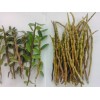 豐潤萊生物科技供應(yīng)價位合理的鐵皮石斛鮮條：鐵皮石斛鮮條種植