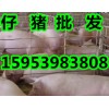 【仔豬價(jià)格】山東三元仔豬批發(fā)產(chǎn)地多少錢(qián)一斤