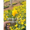 供應山東銷量佳的三色堇|北京三色堇