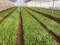 圖解！全程機械化制種（大白菜）！